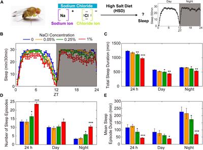 High-Salt Diet Causes <mark class="highlighted">Sleep Fragmentation</mark> in Young Drosophila Through Circadian Rhythm and Dopaminergic Systems